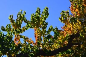 Beautiful and colorful branches of autumn trees at blue sky in the park