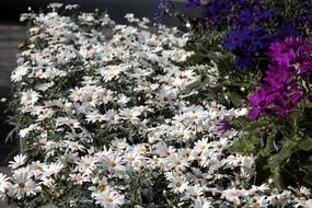 A lot of the white daisies