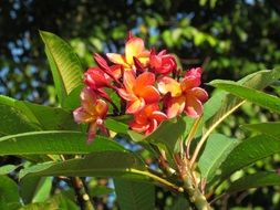 stunning summer plant