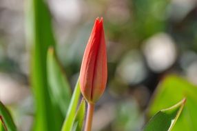 closed tulip flower closeup