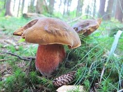 white mushroom in the grass in the forest