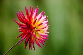 Beautiful and colorful blooming flower in the garden in summer
