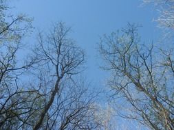 tree tops on the peaceful blue sky