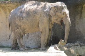 elephant with big trunk