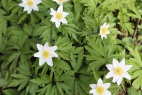 wonderful wood anemone