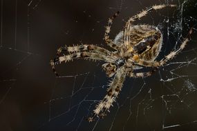 furry spider on the web