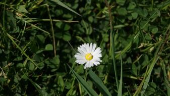 lonely white daisy in the grass