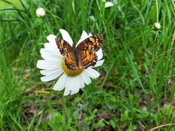 butterfly on a white daisy on a green meadow