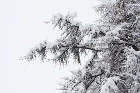 snowy forest n