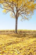 tree with yellow leaves in spring