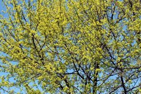 maple with green leaves