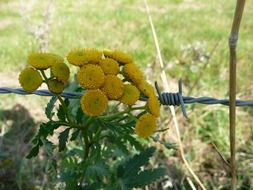 yellow flowers on the barbed wire close-up on blurred background