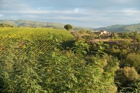 green vineyards on the hillside