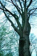 trees in a park in Amsterdam