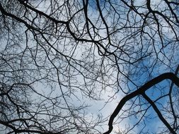 black branches against the blue sky