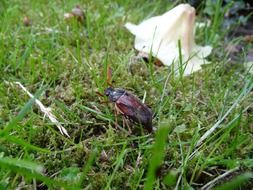 closeup photo of Brown beetle on grass