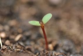 germ tree in the ground
