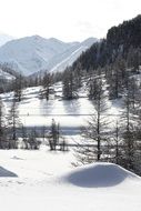 winter alpine landscape, forested mountain side