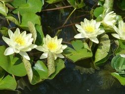 water lily yellow