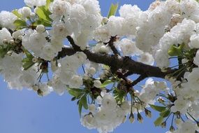 Beautiful white blossoming cherry flowers in spring