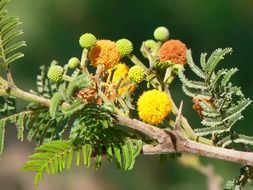 plant with yellow and orange globular flowering on a blurred background