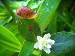 brown snail on a green plant with a white flower
