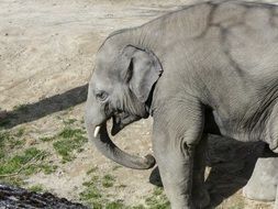 young asian elephant