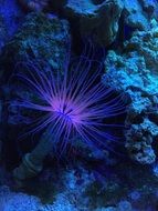 blue corals in the water