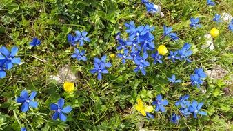 Blue mountain flowers