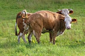 two cows on pasture