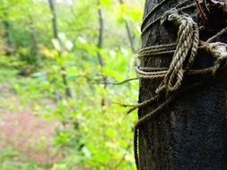cord forest tree