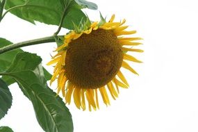 irresistible sunflower yellow