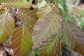 beech plant leaves closeup