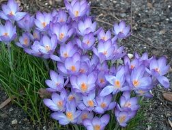 glade of blue white crocuses