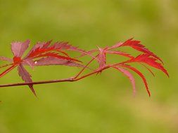 macro photo of red fan maple leaf