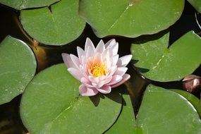beautiful lily flower on the pond in spring