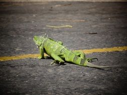 green iguanas