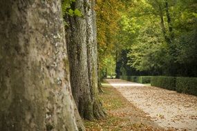 beautiful park in autumn