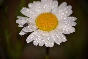 water drops on a white daisy closeup