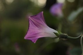 purple flower of a climbing plant close-up