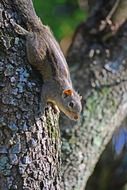 squirrel cute animal, sri lanka, mawanella