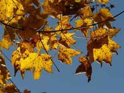 yellow leaves against the blue autumn sky
