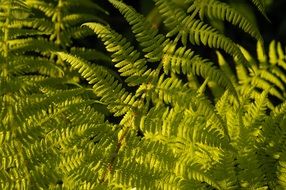 sun rays on green leaves of fern