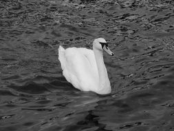 black and white photo of a swan on the water