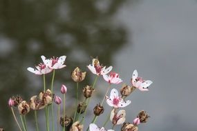 natural flowering plant