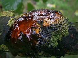 Resin on a cherry trunk