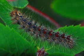 caterpillar gypsy moth on green leaf