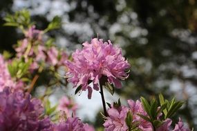 pink flowers in nature in spring
