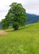 lone tree on a hillside
