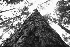 black and white photo of high tree in the forest